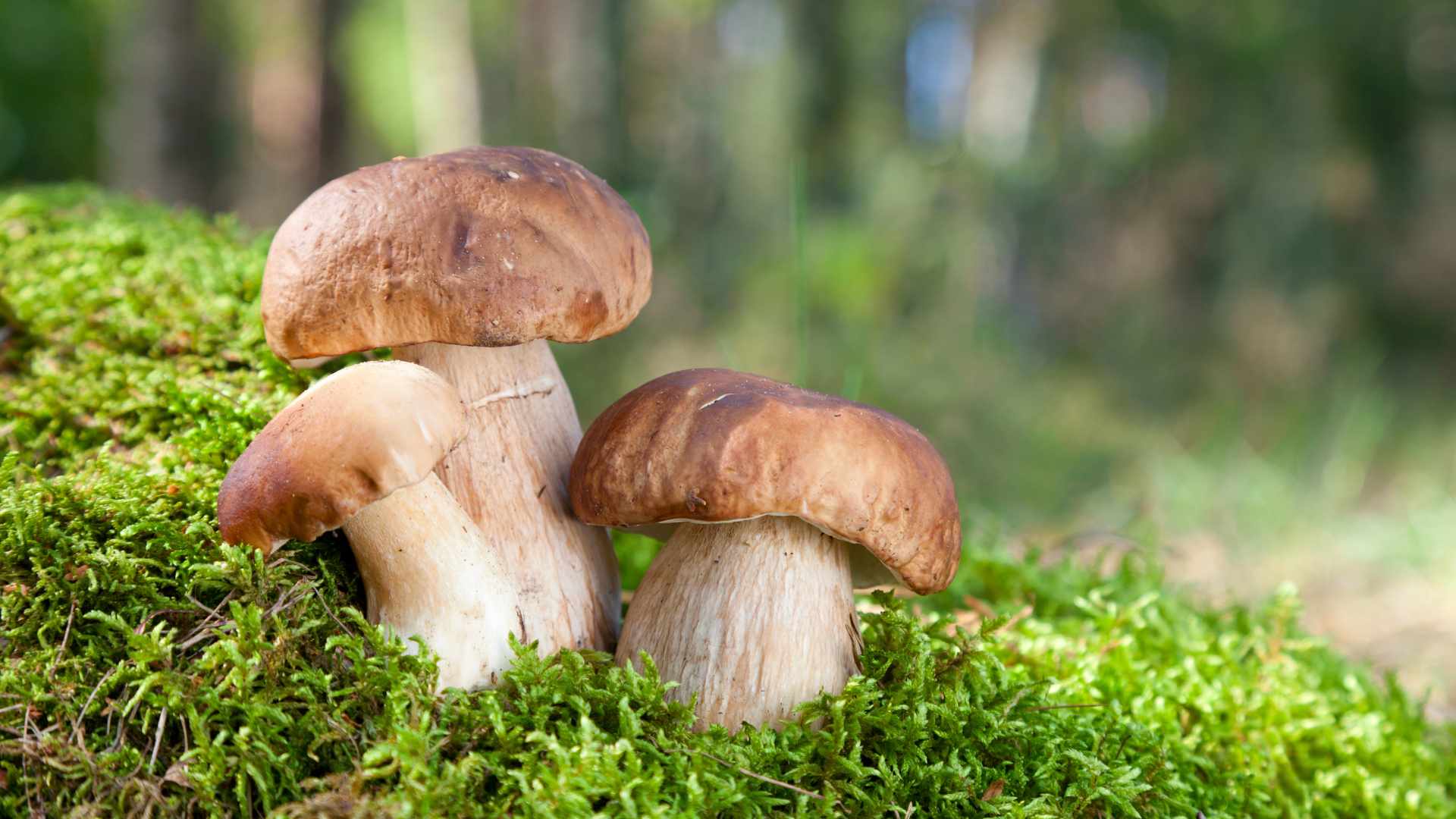 Funghi porcini su muschio