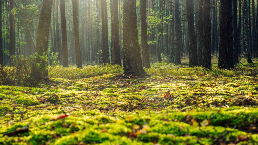 muschio nel bosco