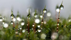 Piccole particelle d'acqua catturate dal muschio